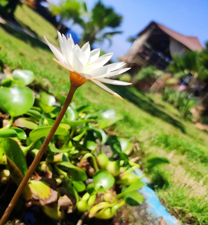 Hotel Lotus Sutra à Arambol Extérieur photo